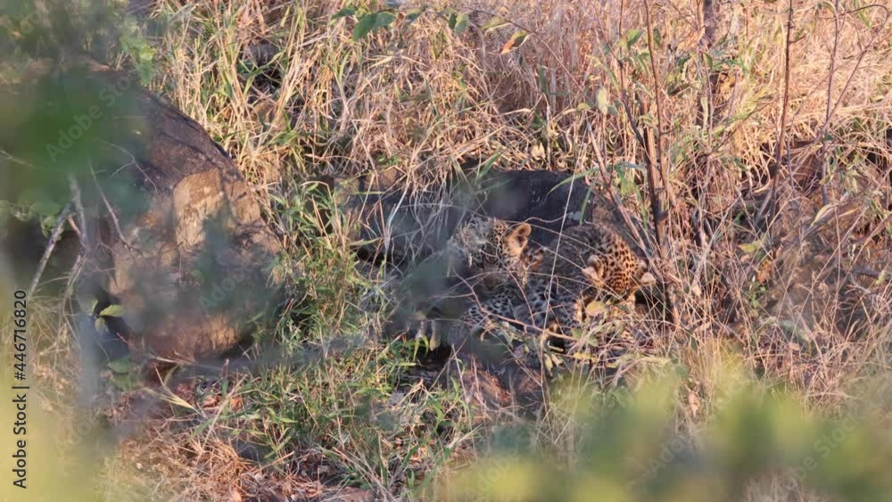 Adorable Leopard cub bites tale of sibling in tall grass near den Adorable Leopard cub bites tale of sibling in tall grass near den