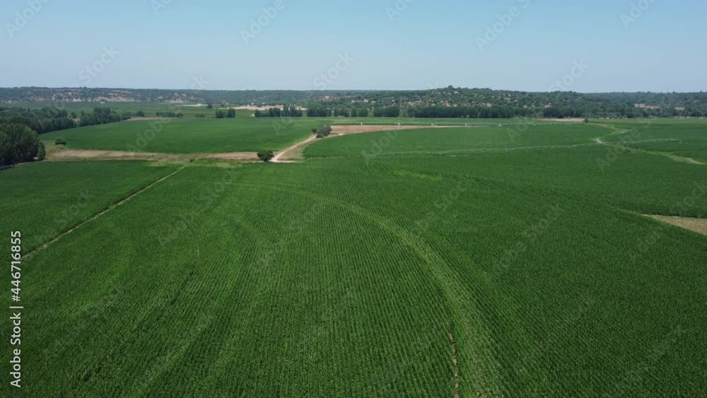Aerial panorama shot of large rural corn field landscape during sunny day and blue sky. Descending landing shot. Aerial panorama shot of large rural corn field landscape during sunny day and blue sky. Descending landing shot.