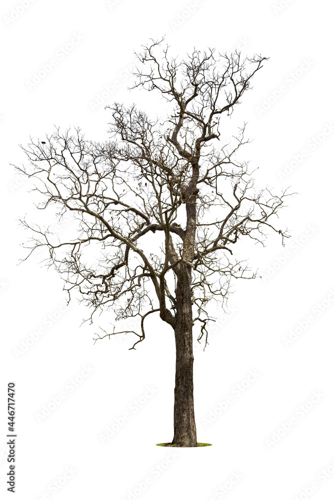 Single old and dead tree isolated on white background. Single old and dead tree isolated on white background.