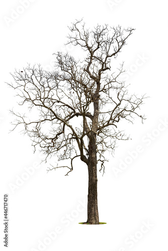 Single old and dead tree isolated on white background.