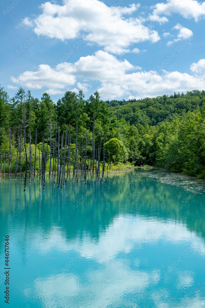 北海道　夏の青い池の風景