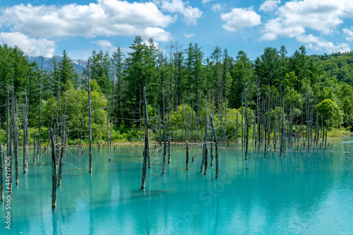 北海道 夏の青い池の風景