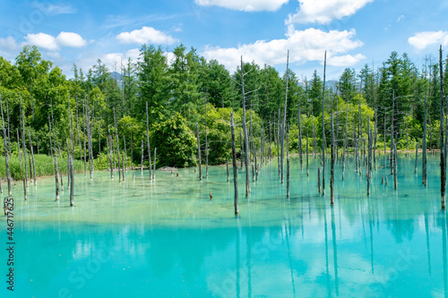 北海道　夏の青い池の風景