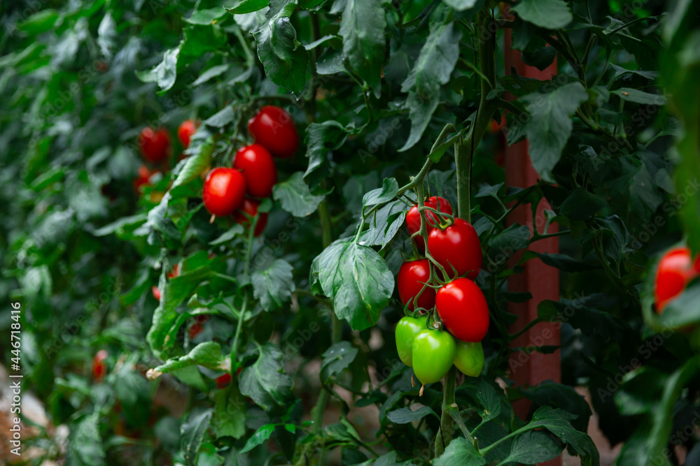 Red cherry tomatoes growing in greenhouse, rich harvest