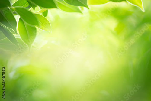 Green leaf for nature background