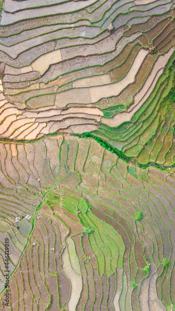 Aerial drone photo of rice fields