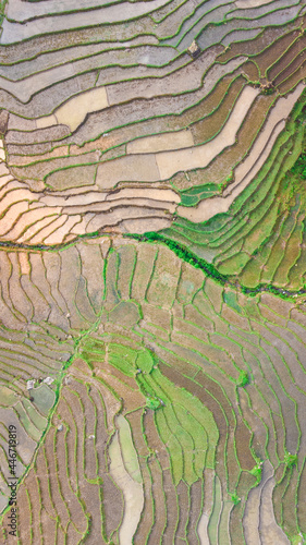 Aerial drone photo of rice fields © Byran