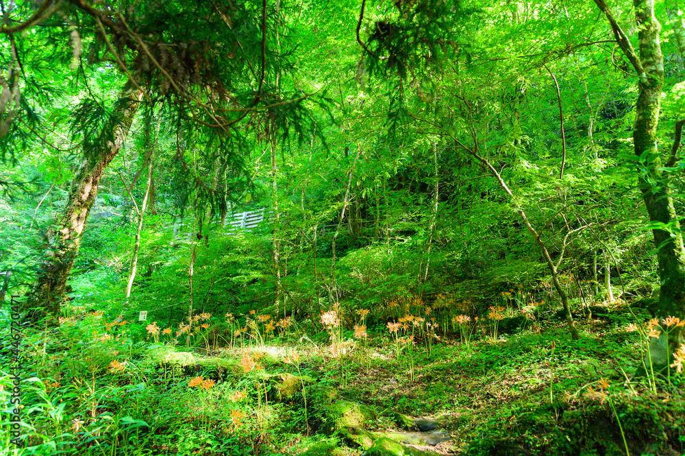 菊池渓谷:湧水の流れる森(涼しい風景) Kikuchi Gorge: Forest with flowing springs (cool ...