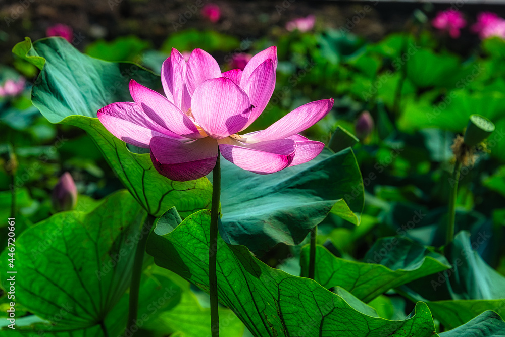 夏の朝、日差しを浴びて輝くピンク色の蓮の花