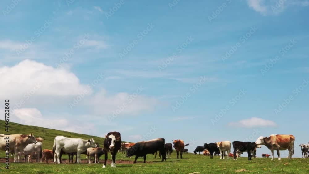Group of cows on pasture on a summer day Group of cows on pasture on a summer day