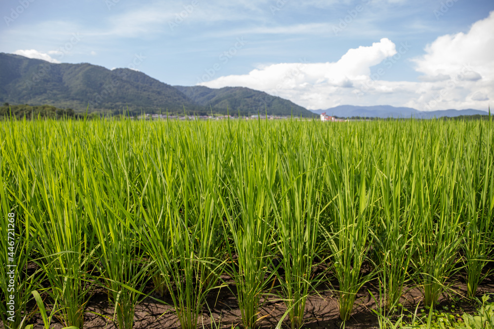 Obraz premium 風景素材 真夏の田園と爽やかな青空