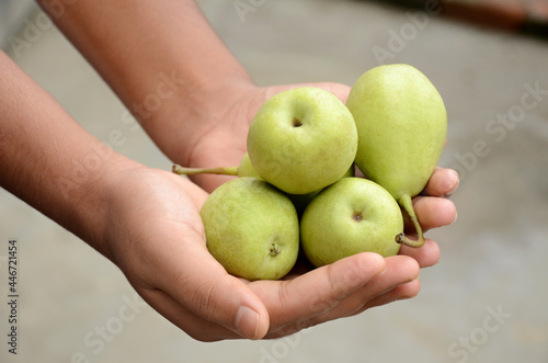 closeup the bunch ripe green pears fruit hold hand over out of focus grey background.