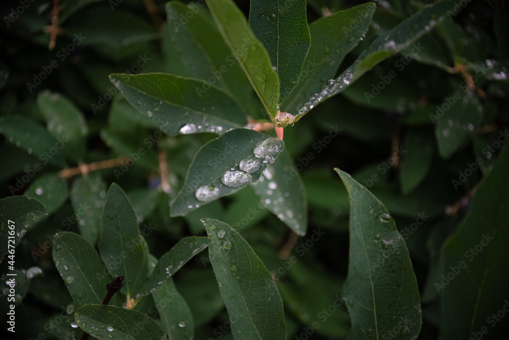 Transparent raindrops on green leaves.Large beautiful transparent drops on a green macro sheet. Natural background. Transparent raindrops on green leaves.Large beautiful transparent drops on a green macro sheet. Natural background.