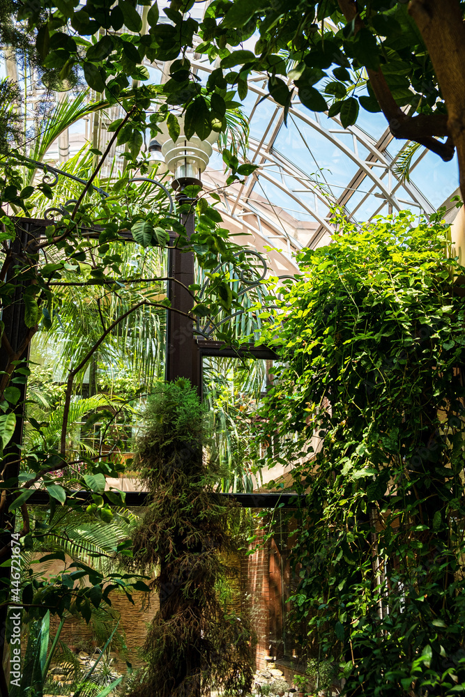 Fototapeta premium tropical plants in the greenhouse