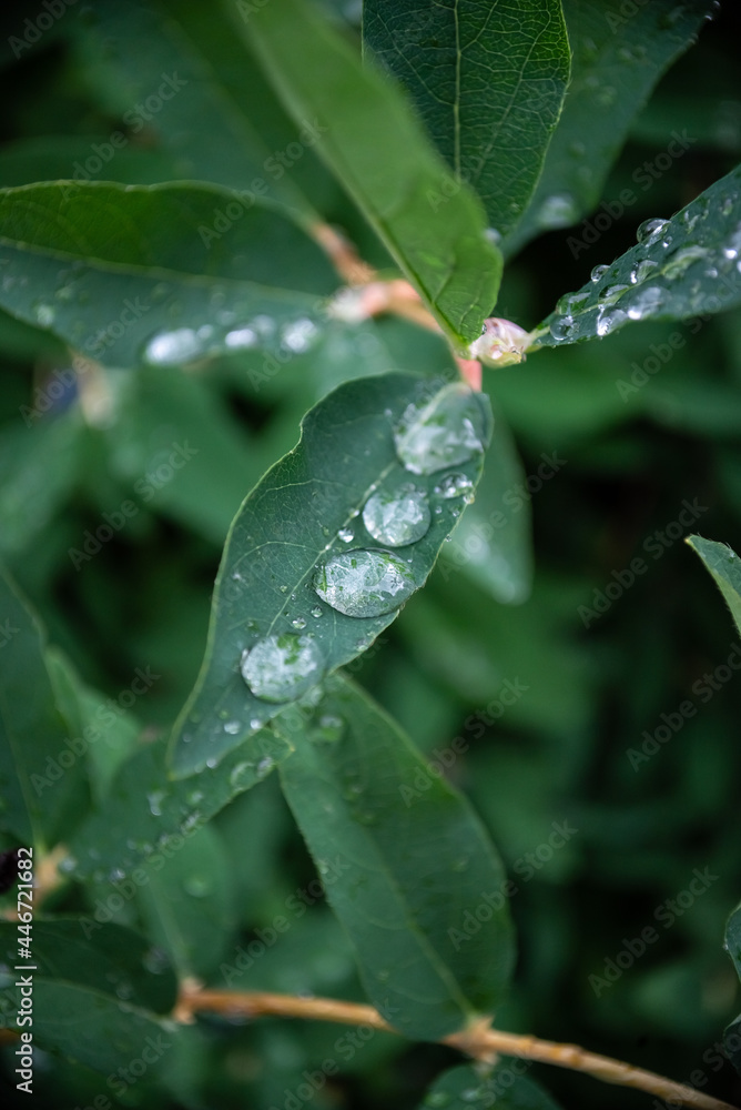 Transparent raindrops on green leaves.Large beautiful transparent drops on a green macro sheet. Natural background. Transparent raindrops on green leaves.Large beautiful transparent drops on a green macro sheet. Natural background.