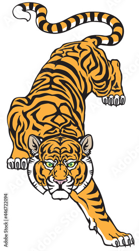 Tiger climbing down and Big cat eyes looking straight. Isolated front view image. Tattoo style vector illustration