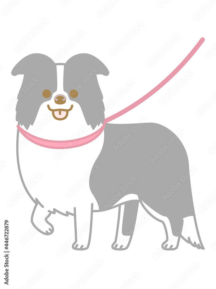 Obraz premium 散歩中のボーダーコリー