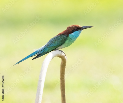 blue throated bee eater 