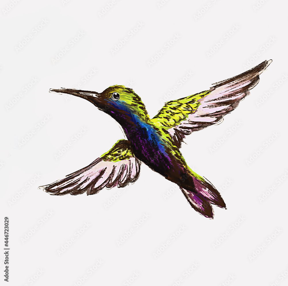 Fototapeta premium Hummingbird drawing