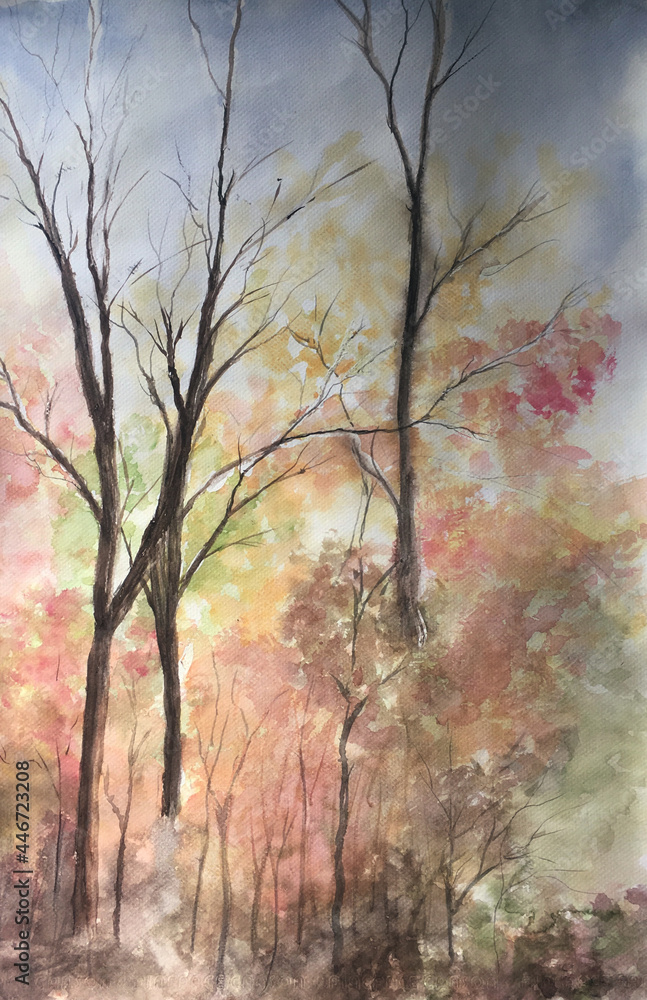 Obraz premium trees in the forest 