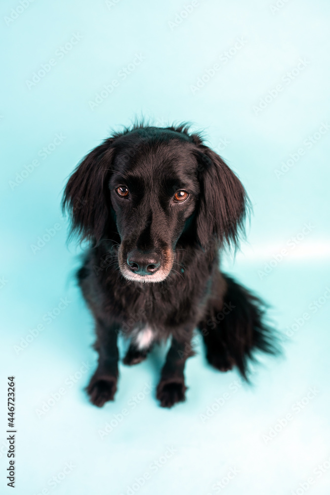 Black dog mix on blue background Black dog mix on blue background