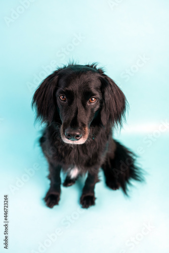 Black dog mix on blue background