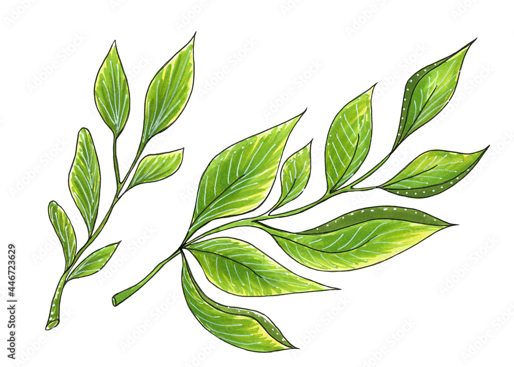 Hand drawing green light color of big aovada leaf Vector Image