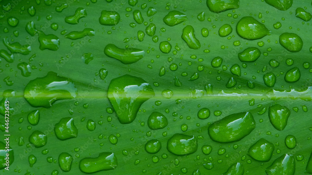 Water on leave background, Green leaf nature