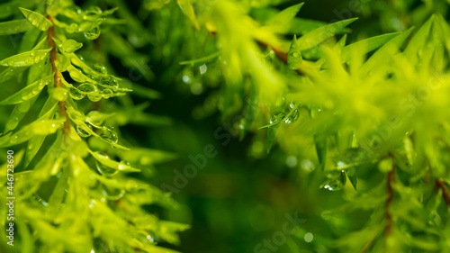 Water on leave background, Green leaf nature © waranyu