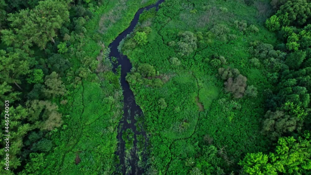 Green forest and river in summer Green forest and river in summer