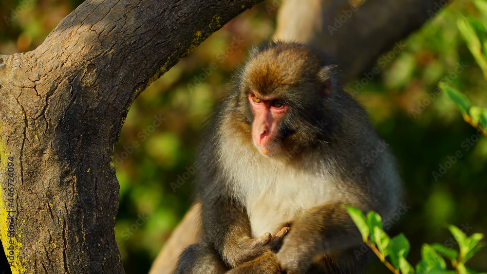 Monkey sitting on a branch Monkey sitting on a branch