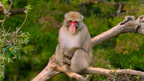Very cute monkey on a branch © Денис Заев
