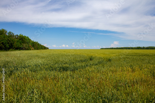 Summer fields under the blue sky. Tranquil rural landscape.