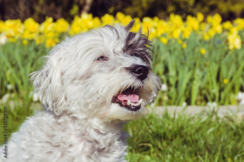 White Havanese Dog on a Yellow Narcissus Flowers Background .Happy Dog in the Nature 