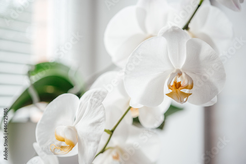 Beautiful white orchid flowers  how to grow and care for Phalaenopsis Orchids  popular house plants