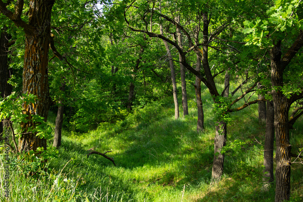Walk along the summer oak forest. Beautiful landscape in the forest in the vicinity of the Volga River Walk along the summer oak forest. Beautiful landscape in the forest in the vicinity of the Volga River