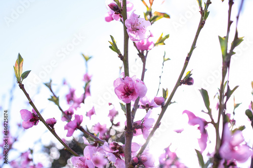 pink flowers