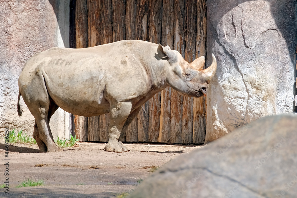 Ostafrikanisches Spitzmaulnashorn ( Diceros bicornis michaeli ). Ostafrikanisches Spitzmaulnashorn ( Diceros bicornis michaeli ).