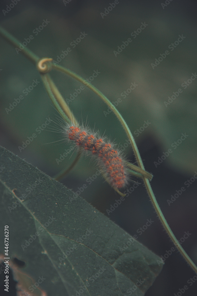 Naklejka premium Gusano peludo.