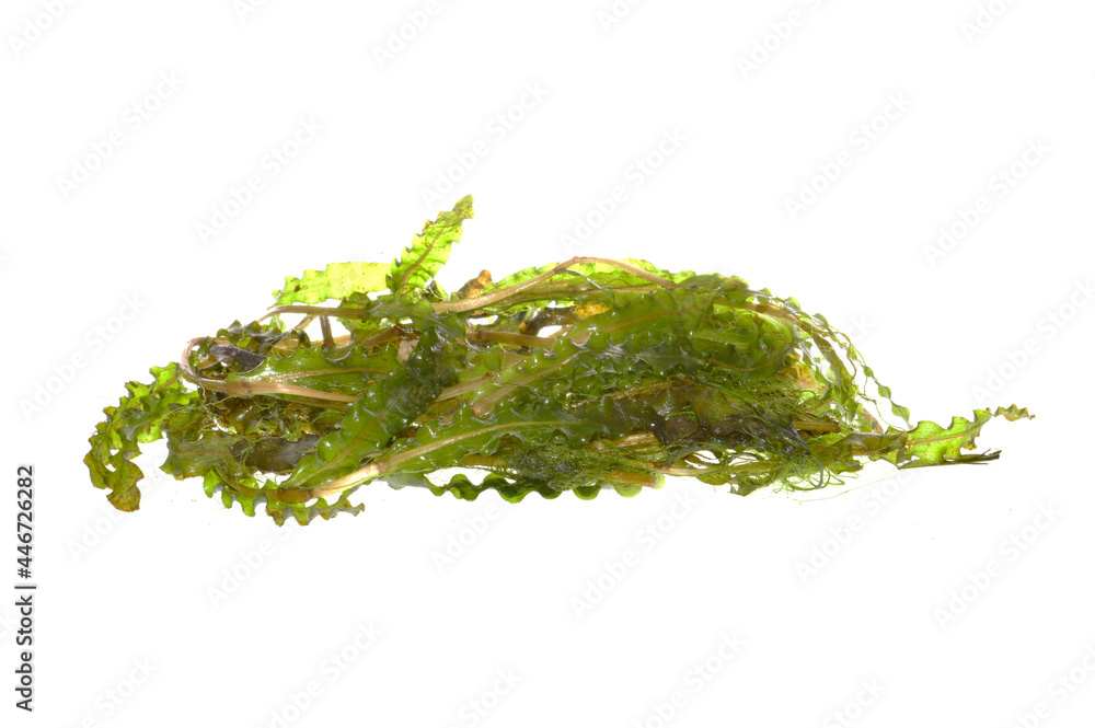 seaweed isolated on white background seaweed isolated on white background