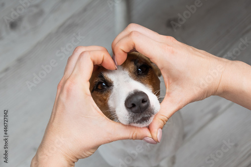 Foto Jack russell terrier dog muzzle and female hands in the shape of a heart