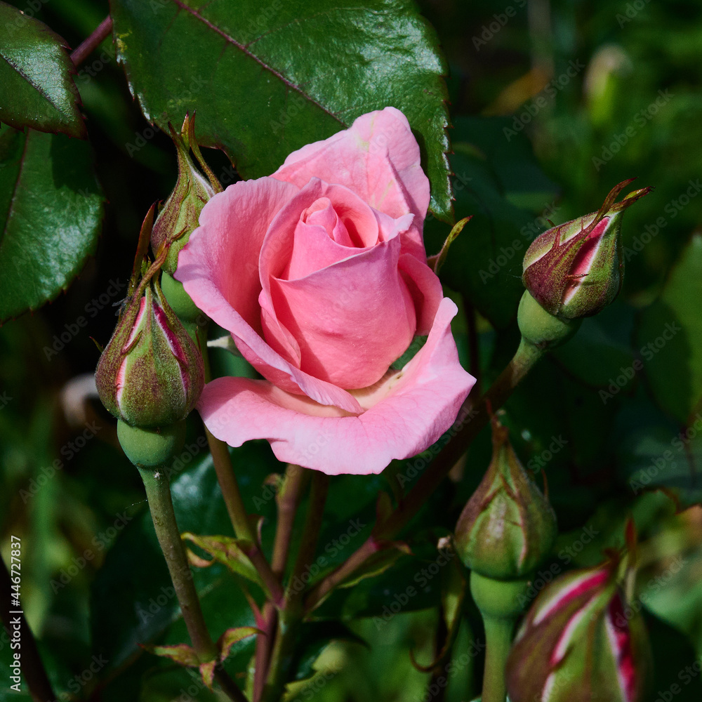 a blooming rose is pink in the garden with buds nearby a blooming rose is pink in the garden with buds nearby