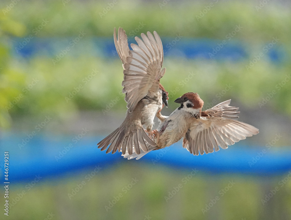 Obraz premium スズメ