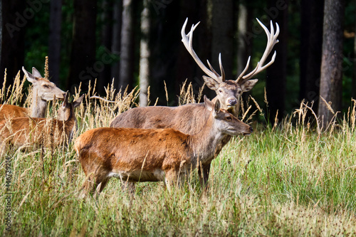 Fototapeta Naklejka Na Ścianę i Meble -  Rotwild ( Cervus elaphus ).