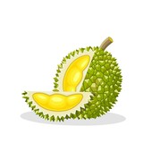 Vector illustration, durian fruit isolated on white background.