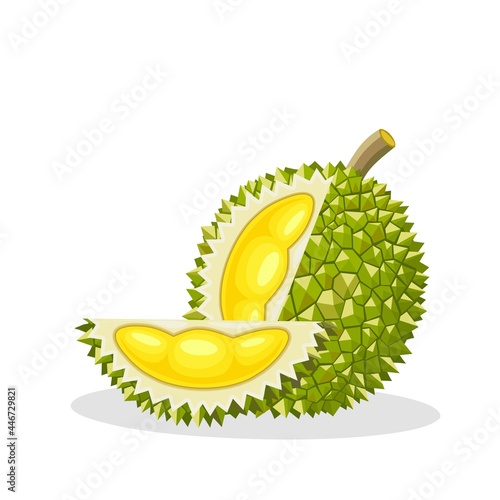 Vector illustration, durian fruit isolated on white background.