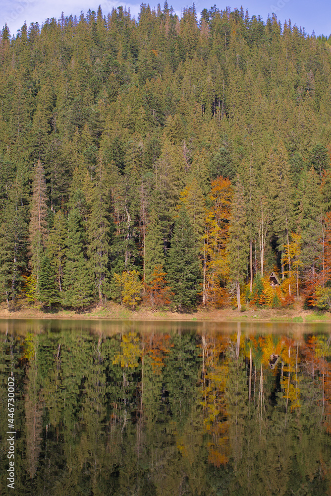 Picturesque lake in the autumn forest. Gorgeous scenery with a mirror reflection of a spruce forest on the water surface. Mountain Lake Synevyr in Carpathian, Ukraine. Zakarpattia. Picturesque lake in the autumn forest. Gorgeous scenery with a mirror reflection of a spruce forest on the water surface. Mountain Lake Synevyr in Carpathian, Ukraine. Zakarpattia.