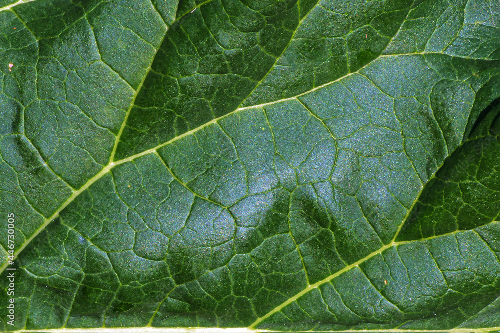A fragment of a rhubarb leaf in the rays of the evening sun close-up A fragment of a rhubarb leaf in the rays of the evening sun close-up
