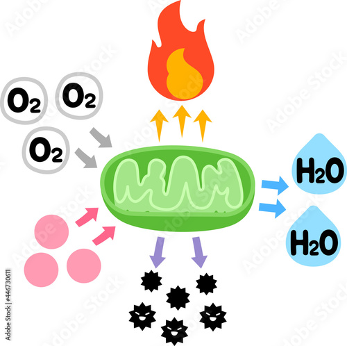 ミトコンドリアとエネルギー、活性酸素、酸素 photo