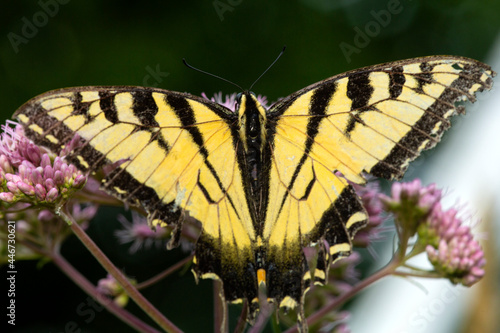 Glorious tiger swallowtail butterfly on Mt. Sunapee in New Hampshire.